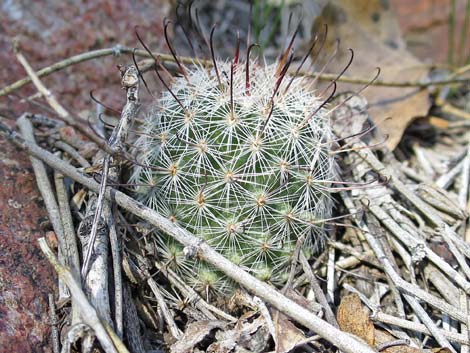 Graham's Nipple Cactus (Cochemiea grahamii)