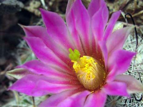 Common Fishhook Cactus (Cochemiea tetrancistra)