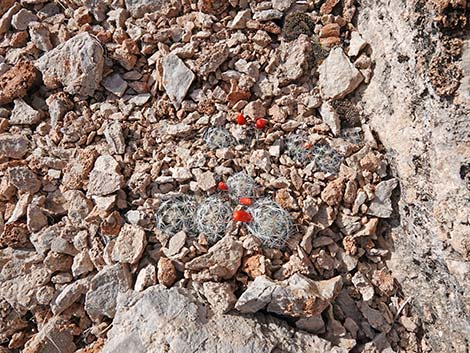 Common Fishhook Cactus (Cochemiea tetrancistra)