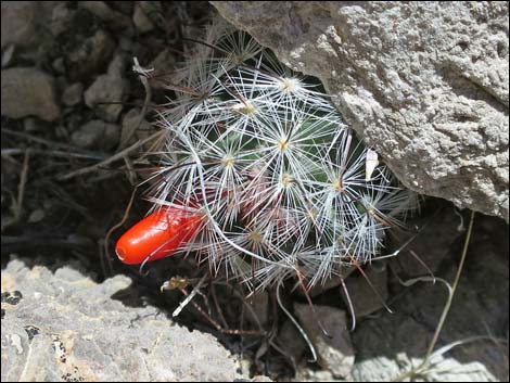 Common Fishhook Cactus (Cochemiea tetrancistra)