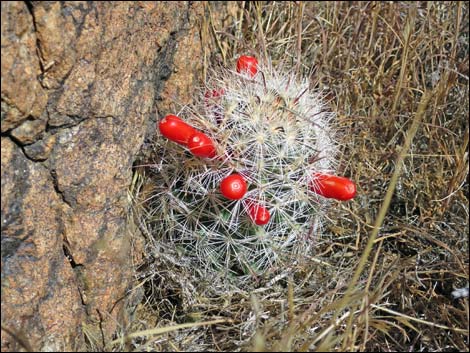 Common Fishhook Cactus (Cochemiea tetrancistra)