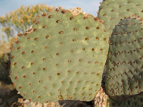 Beavertail Pricklypear (Opuntia basilaris)