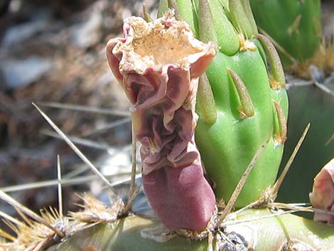 Charleston Mountain Pricklypear (Opuntia charlestonensis)