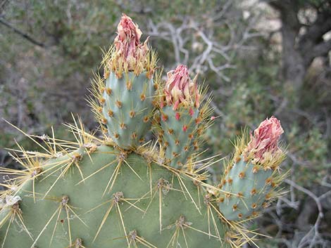 Pancake Pricklypear (Opuntia chlorotica)