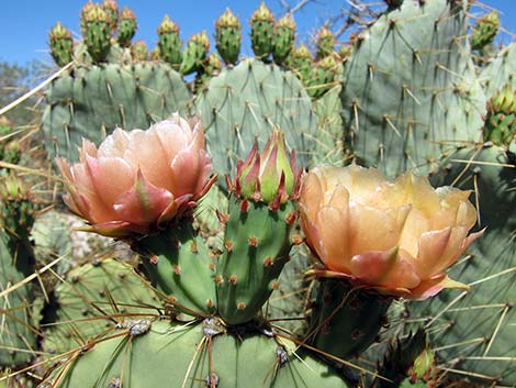 Pancake Pricklypear (Opuntia chlorotica)