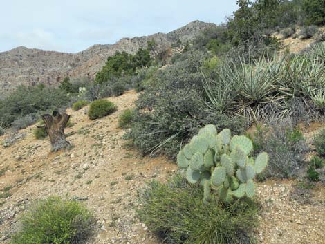 Pancake Pricklypear (Opuntia chlorotica)