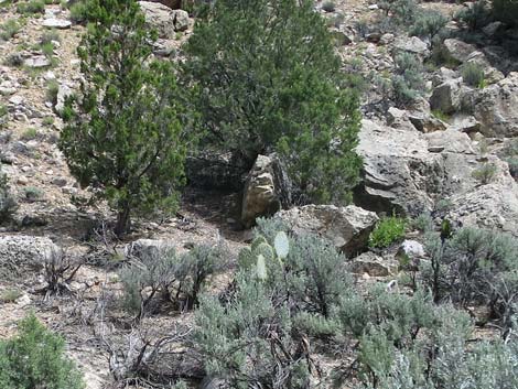 Pancake Pricklypear (Opuntia chlorotica)