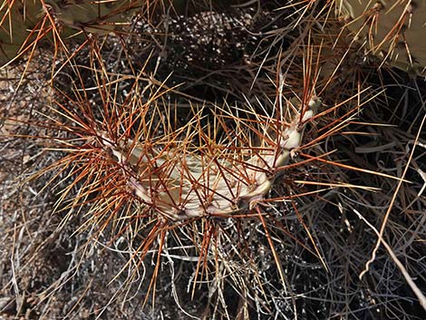 Searchlight Pricklypear (Opuntia curvispina)