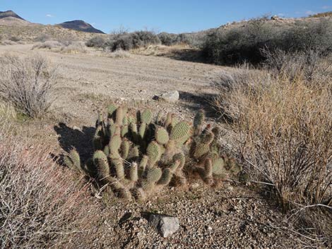 Western Pricklypear Cactus (Opuntia diploursina)