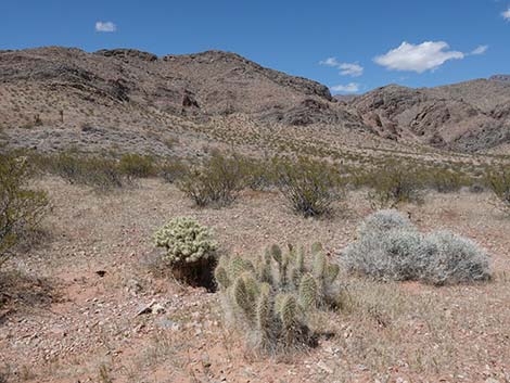 Western Pricklypear Cactus (Opuntia diploursina)