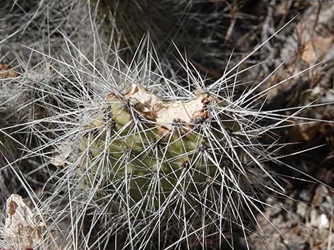 Western Pricklypear Cactus (Opuntia diploursina)