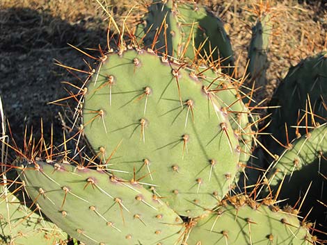 Cactus Apple Pricklypear (Opuntia engelmannii)