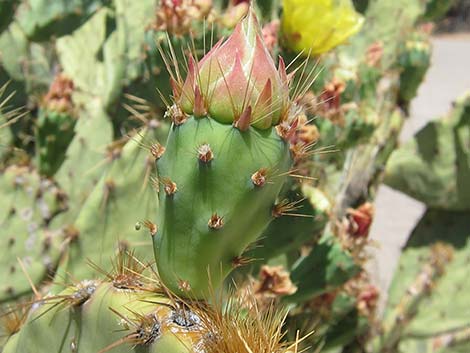 Cactus Apple Pricklypear (Opuntia engelmannii)