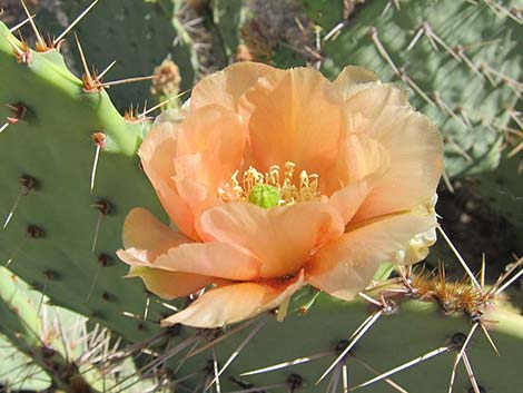 Cactus Apple Pricklypear (Opuntia engelmannii)