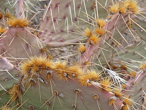 Cactus Apple Pricklypear (Opuntia engelmannii)