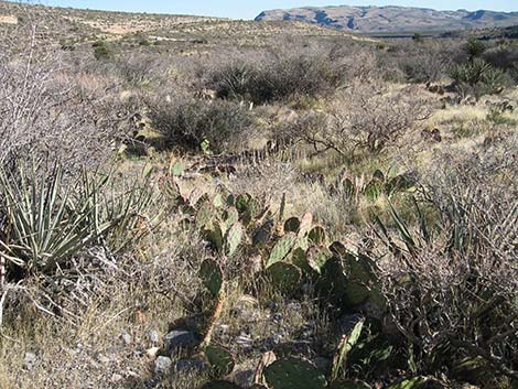 Tulip Pricklypear (Opuntia phaeacantha)