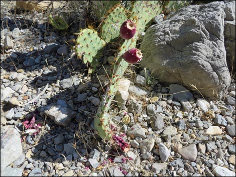 Tulip Pricklypear (Opuntia phaeacantha)