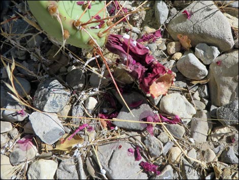 Tulip Pricklypear (Opuntia phaeacantha)