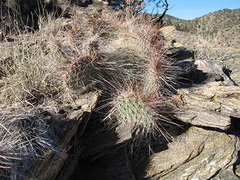 Grizzlybear Cactus (Opuntia polyacantha var. erinacea)