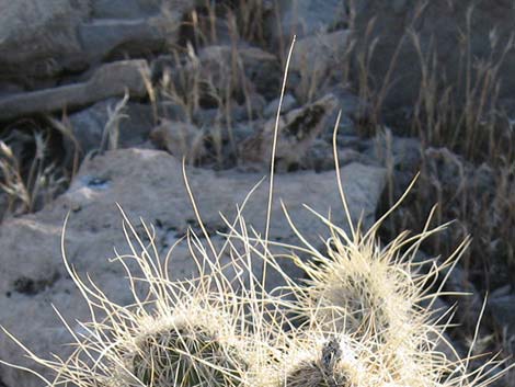 Grizzlybear Cactus (Opuntia polyacantha var. erinacea)