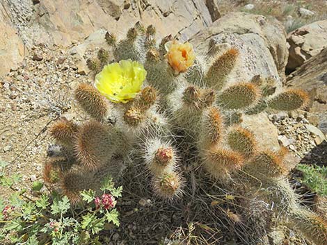 Grizzlybear Cactus (Opuntia polyacantha var. erinacea)