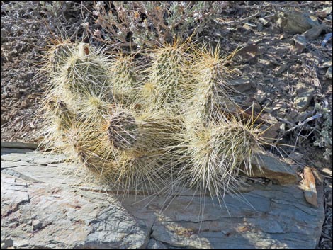 Grizzlybear Cactus (Opuntia polyacantha var. erinacea)