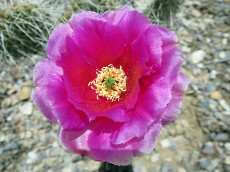 Porcupine Pricklypear (Opuntia polyacantha var. hystricina)