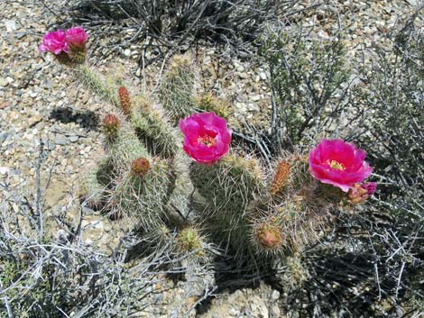 Porcupine Pricklypear (Opuntia polyacantha var. hystricina)