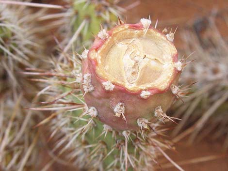 Hairspine Cactus (Opuntia polyacantha var. polyacantha)