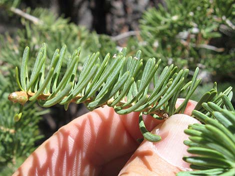 White Fir (Abies concolor)