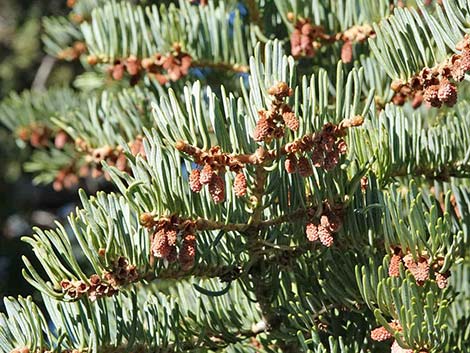 White Fir (Abies concolor)