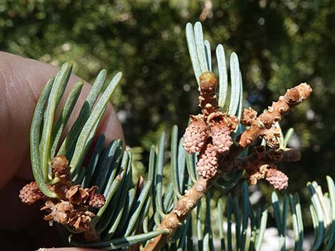 White Fir (Abies concolor)