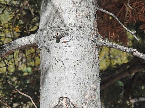 White Fir (Abies concolor)