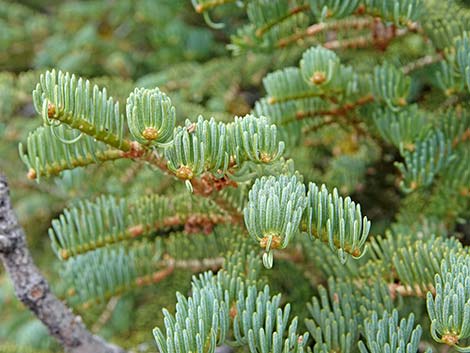 White Fir (Abies concolor)