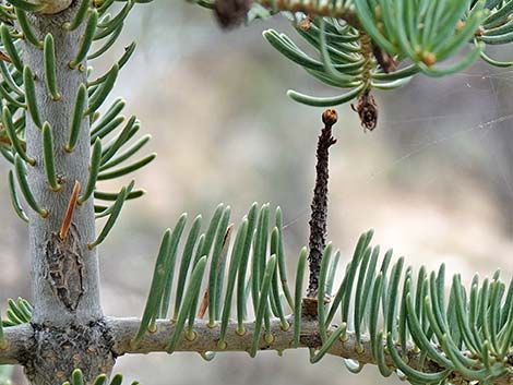 White Fir (Abies concolor)