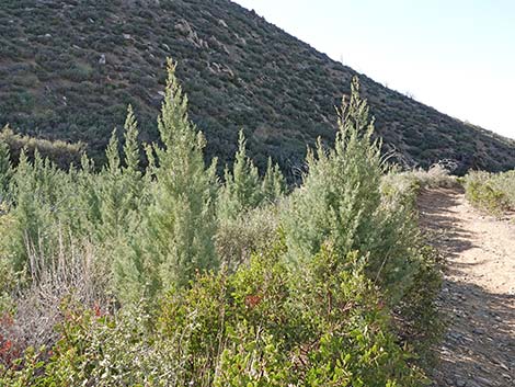 Arizona Cypress (Cupressus arizonica)