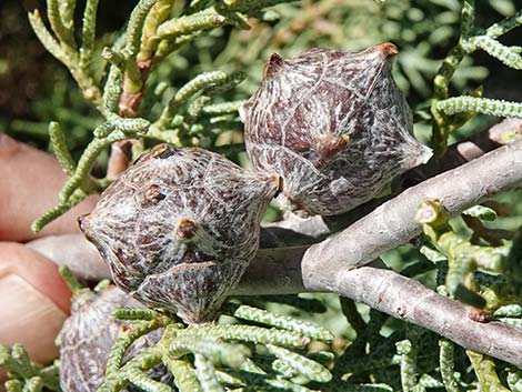 Arizona Cypress (Cupressus arizonica)