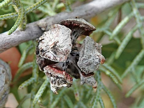 Arizona Cypress (Cupressus arizonica)