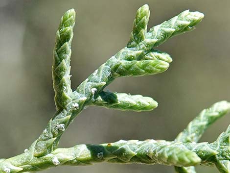 Arizona Cypress (Cupressus arizonica)