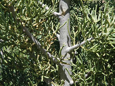 Arizona Cypress (Cupressus arizonica)