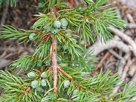 Common Juniper (Juniperus communis)