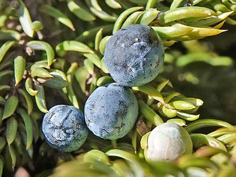 Common Juniper (Juniperus communis)