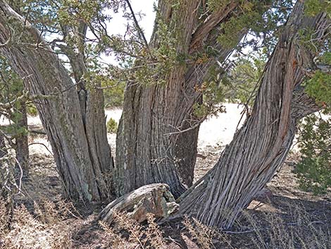 One-Seed Juniper (Juniperus monosperma)