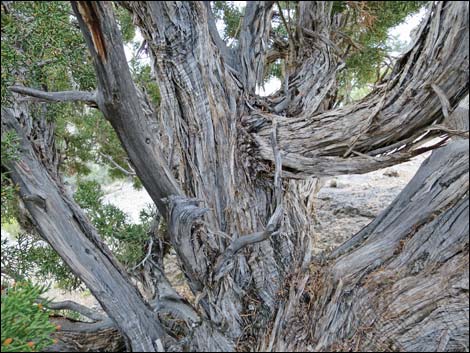 One-Seed Juniper (Juniperus monosperma)