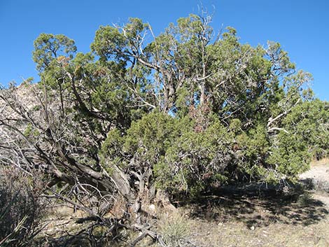 Utah Juniper (Juniperus osteosperma)