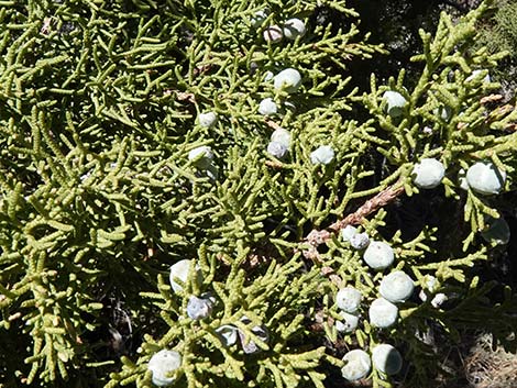 Utah Juniper (Juniperus osteosperma)