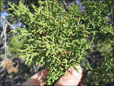 Utah Juniper (Juniperus osteosperma)