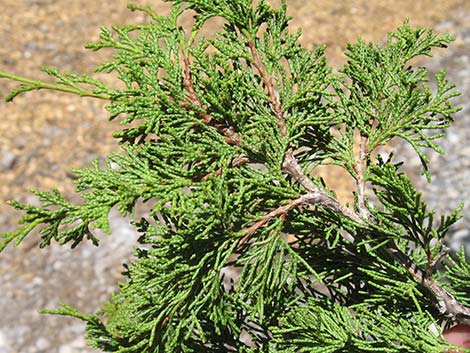 Rocky Mountain Juniper (Juniperus scopulorum)