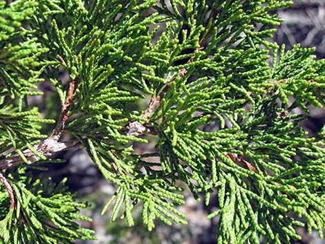 Rocky Mountain Juniper (Juniperus scopulorum)