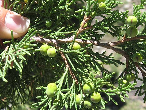 Rocky Mountain Juniper (Juniperus scopulorum)